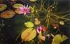 waterlily