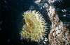 lincoln city tidepools 1