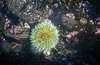 lincoln city tidepools 2