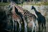 portland zoo 2