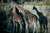 portland zoo 2