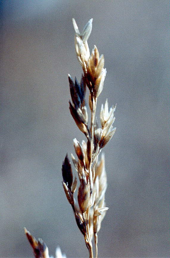 grass1