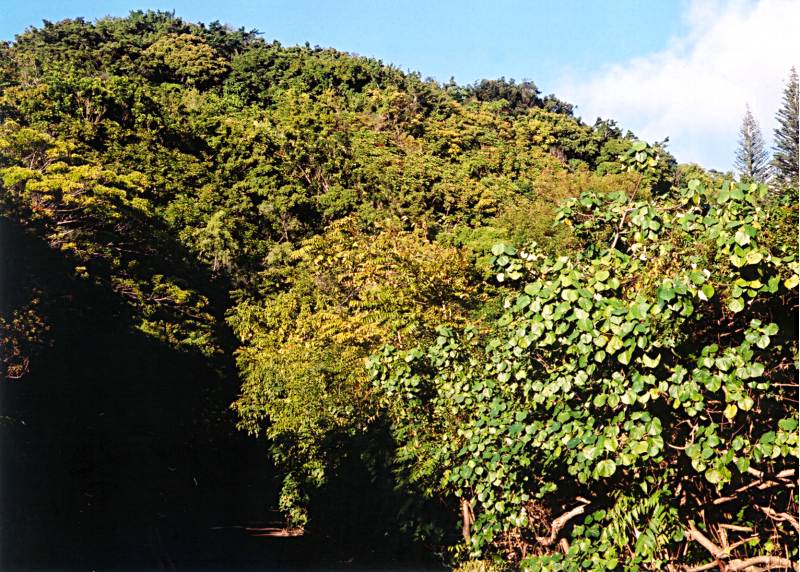 canopy 2